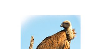 The scourge of wildlife poisoning
