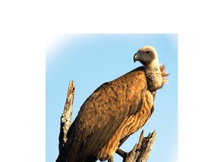 The scourge of wildlife poisoning