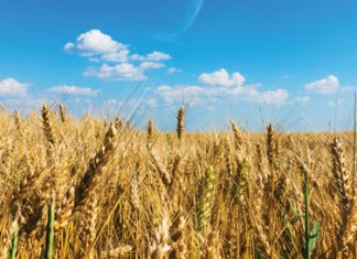 Saadtekort wek kommer