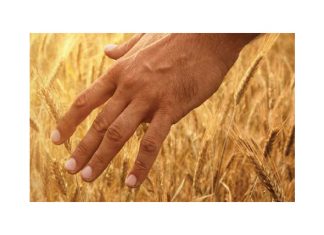 Nuwe kompetisie laat jou groei vir goud