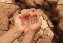 Climate change will impact entire grain value chain