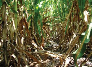 Ottosdal-proewe keer dié kennis dalk op sy kop