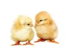 Poultry master plan set to grow sector