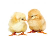 Poultry master plan set to grow sector