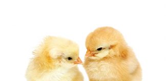 Poultry master plan set to grow sector