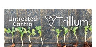 Trichoderma sorg vir gesonde grond