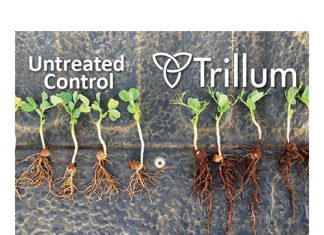 Trichoderma sorg vir gesonde grond