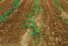 Stikstof kan mielies maak of breek