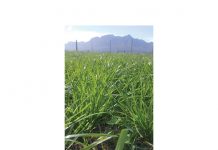 Beter resultate met laer stikstofpeile