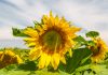 Sunflower crop survey expanded