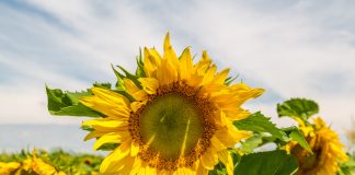 Sunflower crop survey expanded