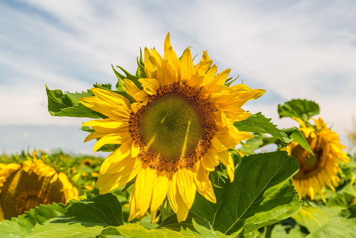 Sunflower crop survey expanded - SA Grain