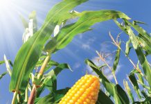 Identifiseer tekorte vroeg vir beter voorsorg