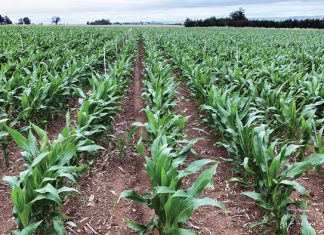 Mielielande skoner met dié produk