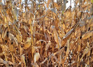 Noukeurige onderhoud verbeter opbrengs