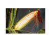 Maize crop in the spotlight