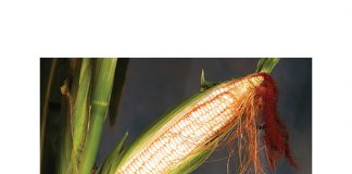 Maize crop in the spotlight