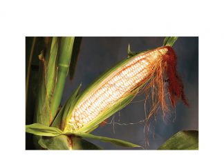 Maize crop in the spotlight