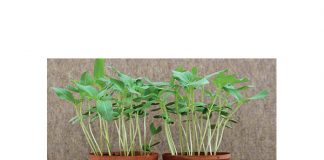 Seedling diseases lead to poor establishment