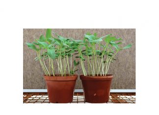 Seedling diseases lead to poor establishment