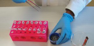 Have your weeds tested for resistance