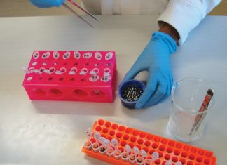 Have your weeds tested for resistance