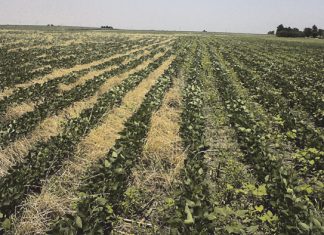 Verander grond om droogte te kan verdra