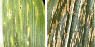 Diagnostics clinics of value to producers