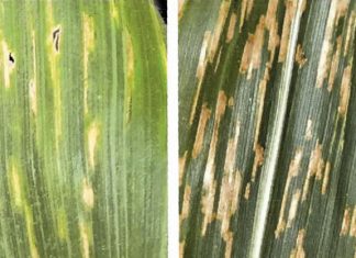 Diagnostics clinics of value to producers