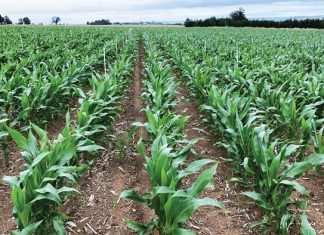 Kragtige nuwe wapen teen taai onkruide in mielies