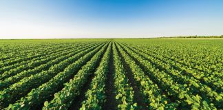 Value added to soybeans in the Eastern Free State