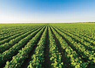 Value added to soybeans in the Eastern Free State