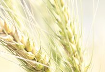 Woelinge in die koringbedryf