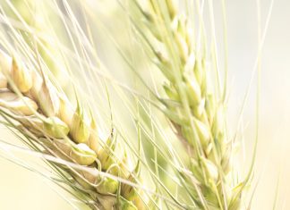 Woelinge in die koringbedryf