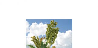 Graansorghum – mossie maar man