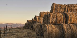 Grain SA still giving recognition where it is due