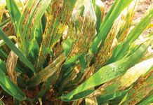 Keeping an eye on RLS