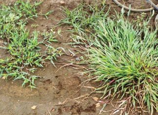 A plant out of place