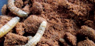 False armyworm – forecasting outbreaks