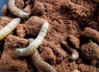 False armyworm – forecasting outbreaks