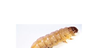 TELA to control stem borers in SA