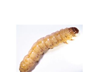 TELA to control stem borers in SA