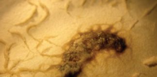 Biological pest control – eco-friendly but lethal