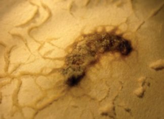 Biological pest control – eco-friendly but lethal