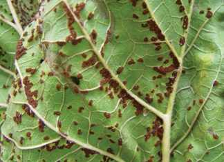 Nuwe, aggressiewe rasse van roesswam bekommer