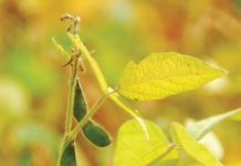 Cultivars and technology for the new season