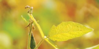 Cultivars and technology for the new season
