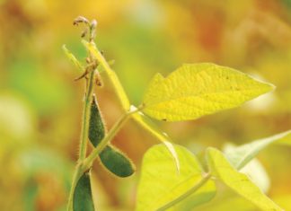 Cultivars and technology for the new season