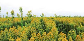 Sleutelrol vir sorghum