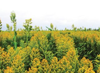 Sleutelrol vir sorghum